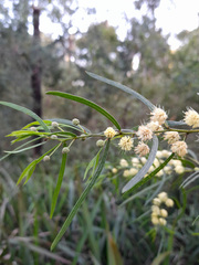 Acacia leprosa