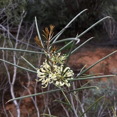 Hakea tephrosperma