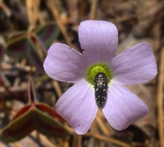 Acmaeodera tubulus