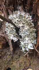 Pseudocyphellaria glabra