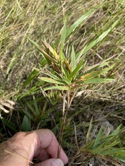 Dichanthelium scribnerianum