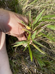 Dichanthelium scribnerianum