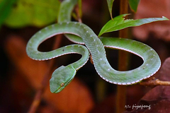 Trimeresurus vogeli