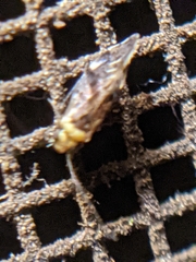 Trichadenotecnum alexanderae