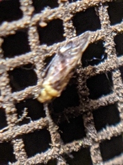 Trichadenotecnum alexanderae