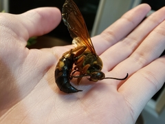 Sphecius speciosus