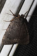 Amphipyra glabella