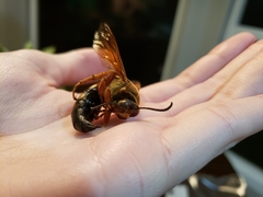 Sphecius speciosus