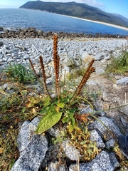 Plantago camtschatica