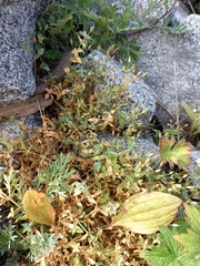 Stellaria ruscifolia