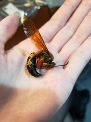 Sphecius speciosus