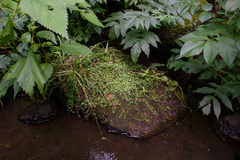 Galium labradoricum