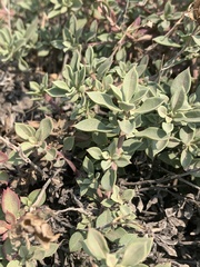 Penstemon davidsonii praeteritus