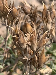 Penstemon davidsonii praeteritus