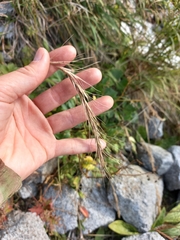 Elymus confusus