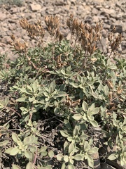 Penstemon davidsonii praeteritus