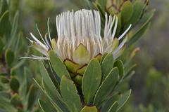 Protea lanceolata
