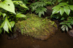 Galium labradoricum