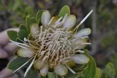 Protea lanceolata