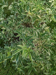 Magnoliopsida