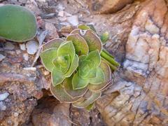 Crassula pseudohemisphaerica