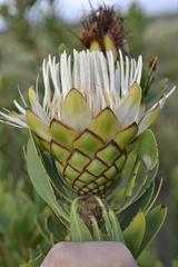 Protea lanceolata