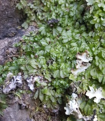 Hymenophyllum minimum