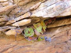Crassula pseudohemisphaerica