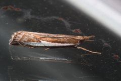 Crambus hamella