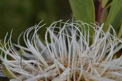 Protea lanceolata