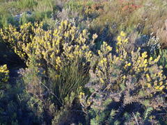 Aspalathus shawii shawii