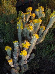 Aspalathus shawii shawii