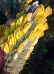 Aspalathus shawii shawii