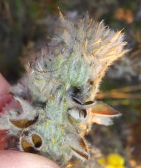 Aspalathus shawii shawii