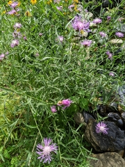 Centaurea