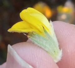 Aspalathus shawii shawii