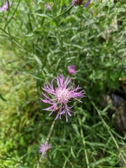 Centaurea