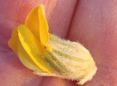 Aspalathus shawii shawii