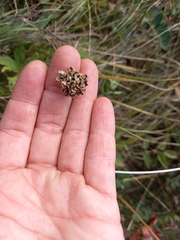 Allium strictum