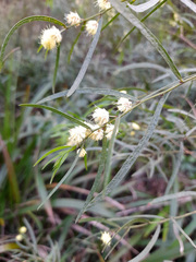 Acacia leprosa