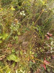 Allium strictum
