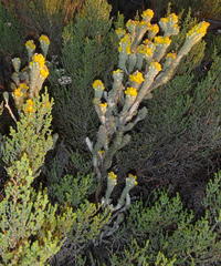 Aspalathus shawii shawii