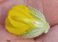 Aspalathus shawii shawii