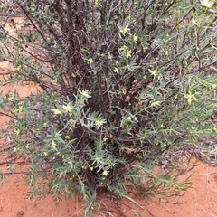 Pimelea microcephala