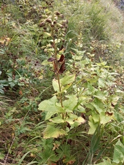 Parasenecio hastatus