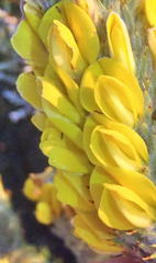 Aspalathus shawii shawii