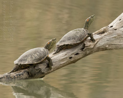 Trachemys gaigeae