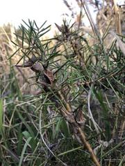 Hakea teretifolia