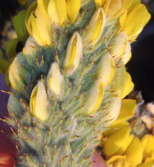 Aspalathus shawii shawii