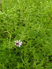 Symphyotrichum